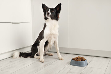 Cute Border Collie dog sitting near bowl with dry food in kitchen