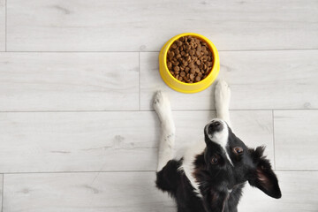Cute Border Collie dog lying near bowl with dry food at home, top view