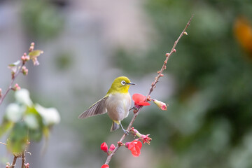 赤い花の枝に佇むメジロ｜春の訪れを感じる自然の美しいポートレート