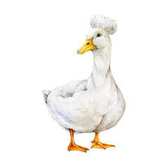 Crested white duck hand drawn watercolor illustration. Cute farm bird vintage style image. Beautiful standing domestic duck with yellow beak, fluffy crest and white feathers isolated on background