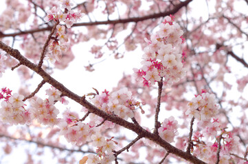 Fototapeta premium Stunning sakura cherry blossom photos capturing Japan's breathtaking spring landscapes, vibrant flowers, and iconic scenery.