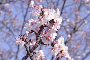 Stunning sakura cherry blossom photos capturing Japan's breathtaking spring landscapes, vibrant flowers, and iconic scenery.