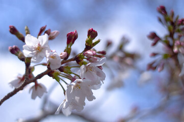 Stunning sakura cherry blossom photos capturing Japan's breathtaking spring landscapes, vibrant flowers, and iconic scenery.