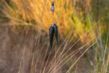 Fish,No People,Food,Animal,Sea,Vector,Water,Seafood,Illustration,Underwater,Nature,Undersea,Aquatic Organism,Icon Symbol,Freshness,Healthy Eating,Food and Drink,Animal Wildlife,Feeding,People,One Pers
