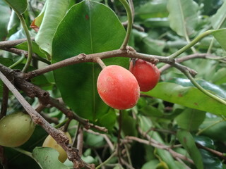 close up of fruit of Mimusops elengi plant of tanjung