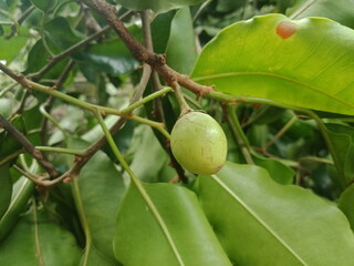 close up of fruit of Mimusops elengi plant of tanjung