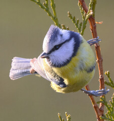 The blue tit sits on a branch of a bush.