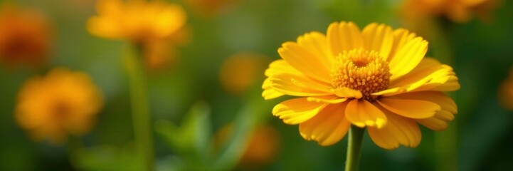 Fototapeta premium Soft yellow petals of Zinnia flower in a garden, gently swaying, garden flowers, garden blooms