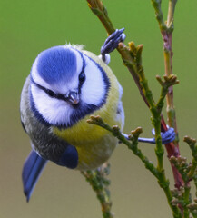 The blue tit sits on a branch of a bush.