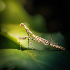 The Eastern Tree-running Mantis also called Ciulfina biseriata is a small, slender mantis species native to eastern Australia.
