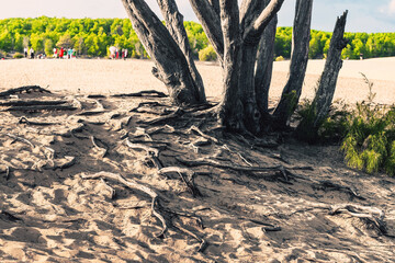 Earth full of big roots of a natural plant. Amazing tree with large trunk and big roots above...
