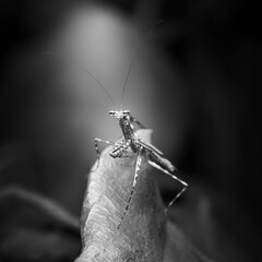 The Eastern Tree-running Mantis also called Ciulfina biseriata is a small, slender mantis species native to eastern Australia.