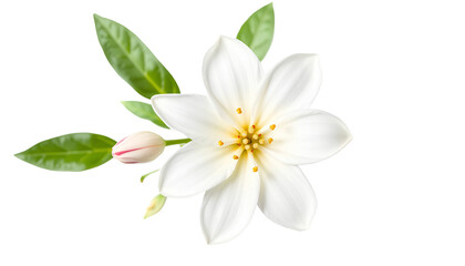 Fototapeta premium Delicate White Jasmine Flowers With Bright Green Leaves Isolated on Transparent Background