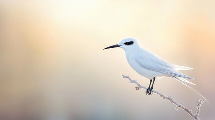 Obraz premium A delicate Fairy Tern perched gracefully on a thin branch, showcasing its elegance against a soft, natural background