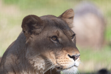 Fototapeta premium 見つめる雌のライオン