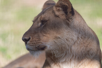 Fototapeta premium 見つめる雌のライオン