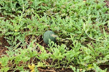 Photo of a watermelon plant that has produced fruit. Grows spreading over the ground.