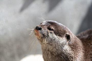 可愛いカワウソ