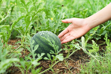 The hand is showing a watermelon that is still growing on the plant.