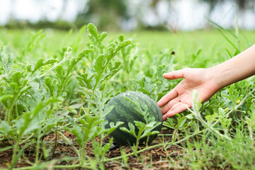 The hand is showing a watermelon that is still growing on the plant.