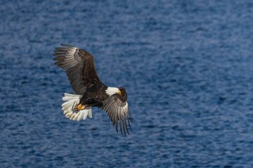 On the Hunt-6989