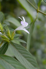 Crested Philippine violet or Bluebell barleria (Barleria cristata Lavender Lace) rare variety wild flower medicinal plant, close up, Barleria Cristata Lavender Lace Flowers With Leaves In Garden,