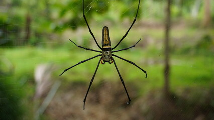 beautiful big yellow black spider