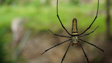 beautiful big yellow black spider