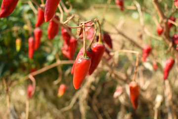 dried red chili vegetable on plant closeup, chili plants in organic farming, Chilies closeup in field, red chili plant in a farmer's field, dried red chili on a plant in Chakwal, Punjab, Pakistan