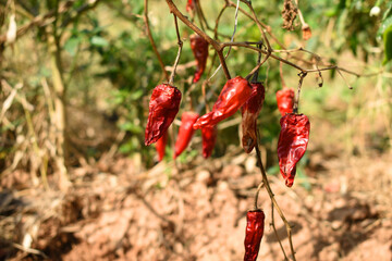 dried red chili vegetable on plant closeup, chili plants in organic farming, Chilies closeup in field, red chili plant in a farmer's field, dried red chili on a plant in Chakwal, Punjab, Pakistan