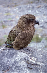 Outdoor view of a Kea bird of New Zealand