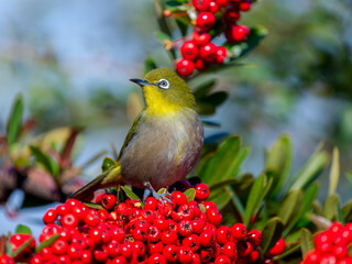 ピラカンサとメジロ