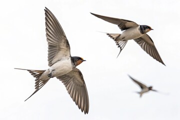 Fototapeta premium Animals isolated on white background