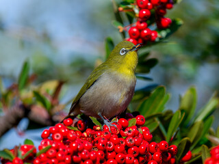 ピラカンサとメジロ