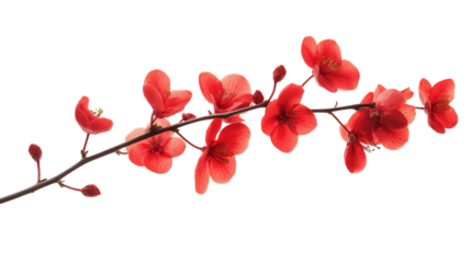 branch of red flower isolated on transparent white background, clipping path