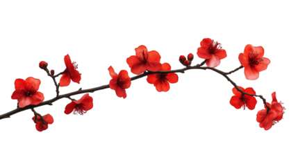 branch of red flower isolated on transparent white background, clipping path