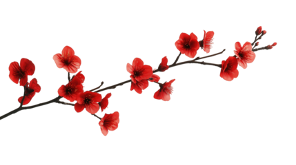 branch of red flower isolated on transparent white background, clipping path