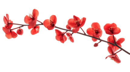 branch of red flower isolated on transparent white background, clipping path