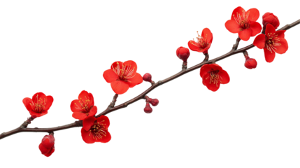 branch of red flower isolated on transparent white background, clipping path