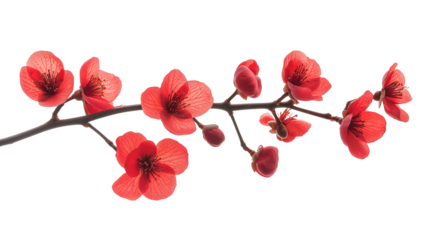 branch of red flower isolated on transparent white background, clipping path