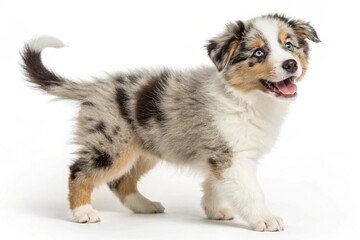 Animals isolated on white background