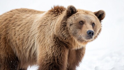 Obraz premium Animal isolated on white background