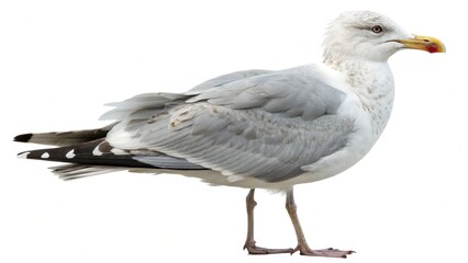 Animals isolated on white background