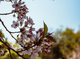 ソメイヨシノの花23