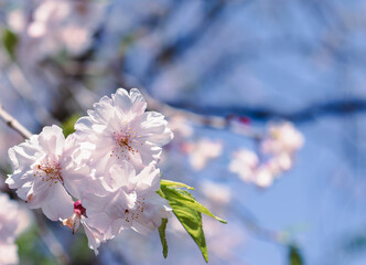 ソメイヨシノの花22