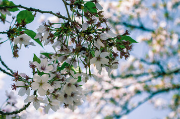 ソメイヨシノの花21