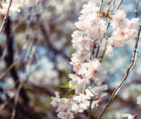 ソメイヨシノの花18