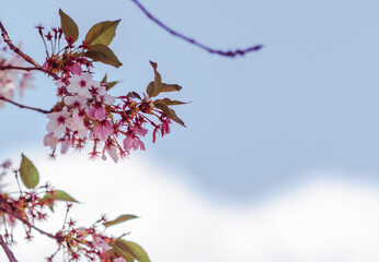 ソメイヨシノの花10