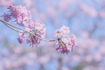 Rosy trumpet tree (Tabebuia rosea) blossom in the garden. Pink flower blooming. Romantic background scene
