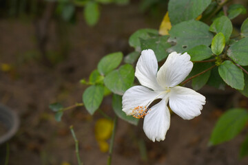 Beautiful flower of Shoeblack on plant, flower, white Shoeblackplant flower, shoe black plant flowers bloom among its dense leaves, Beautiful big white flower closeup, Chakwal, Punjab, Pakistan